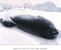 Amundsen-seals.jpg