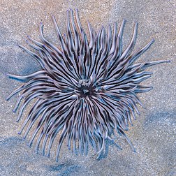 Anêmona-dourada (Condylactis aurantiaca), Pistol Bay, Pafos, Chipre. É uma espécie de anêmona-do-mar encontrada apenas no mar Mediterrâneo em profundidades de até 80 metros. A base é presa a uma rocha, pedra ou concha e a coluna imersa em sedimentos, geralmente areia ou cascalho, sendo visíveis apenas o disco oral e os tentáculos. Como outras anêmonas-do-mar, esta espécie captura presas com seus tentáculos que estão armados com muitos cnidócitos, células urticantes que matam a presa. A presa é então transferida pelos tentáculos para a boca. (definição 4 923 × 4 923)