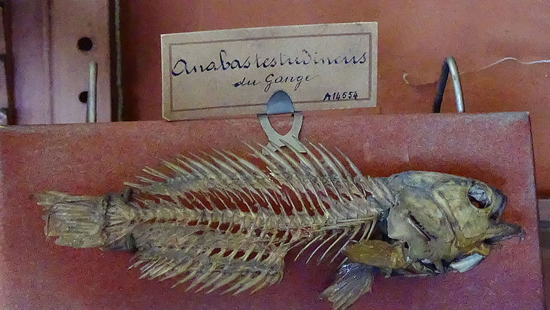 File:Anabas testudineus - squeletteMNHN.JPG