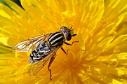 Die Frühe Sumpfschwebfliege bewohnt gern Sumpfige Habitate und entfernt sich nur ungern weit vom Wasser. Ein besonderes Merkmal ist die Gelbe lange "Nase" des Tiers.