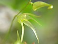 Anathallis ferdinandiana flower