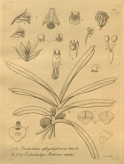 <i>Ancistrorhynchus</i> genus of plants