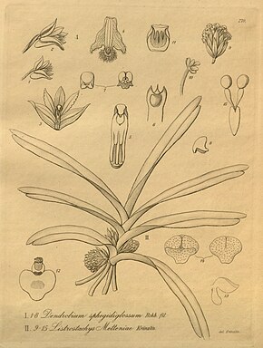 Descripción de la imagen Ancistrorhynchus metteniae (como Listrostachys metteniae) - Dendrobium stuposum (como Dendrobium sphegidoglossum) - Xenia 3-270 (1900) .jpg.