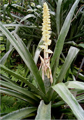 Habit and inflorescence of Androlepis skinneri.