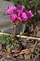 Douglasia laevigata