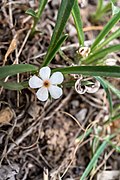 Androsace longifolia