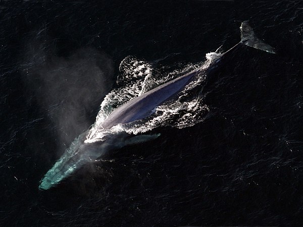 The blue whale is the largest animal that has ever lived.