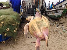 Captured sea turtle waiting to be slaughtered for meat at the Jamestown Fishing Harbor, Accra, Ghana Animal Cruelty Sea Turtle.jpg