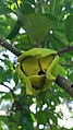 Annona muricata_soursop flower