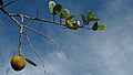 Annona salzmannii