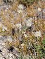 Rosy everlasting (Antennaria rosea) in seed