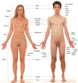 Anterior view of human female and male, with labels 2.png