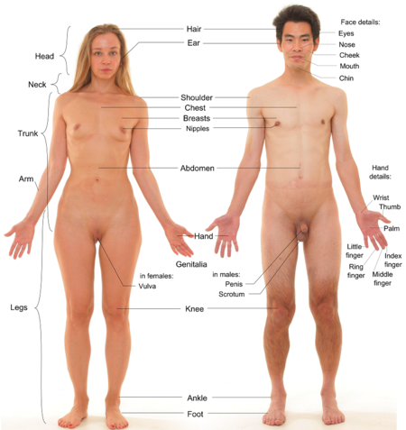 ไฟล์:Anterior view of human female and male, with labels 2.png