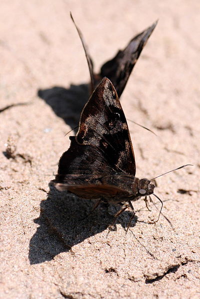 File:Antigonus nearchus (2871455877).jpg