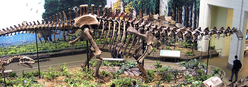 File:Apatosaurus louisae side (Morrison Formation, Upper Jurassic; Carnegie Quarry, Dinosaur National Monument, northeastern Utah, USA).jpg