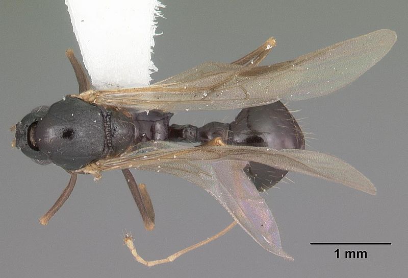 File:Aphaenogaster treatae casent0103605 dorsal 1.jpg