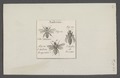 Apis - Print - Iconographia Zoologica - Special Collections University of Amsterdam - UBAINV0274 045 10 0039.tif