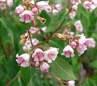 A. androsaemifolium, hundkål