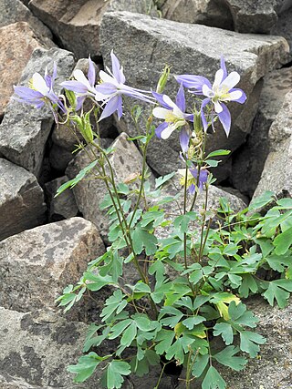 <i>Aquilegia coerulea</i> North American species of columbine