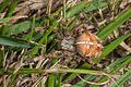 Araneus diadematus