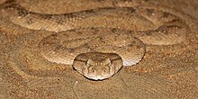 Arabian Horned Viper from Arabian Peninsula Arabian Horned viper.jpg