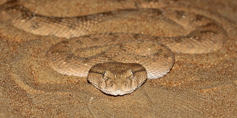 File:Arabian Horned viper.jpg