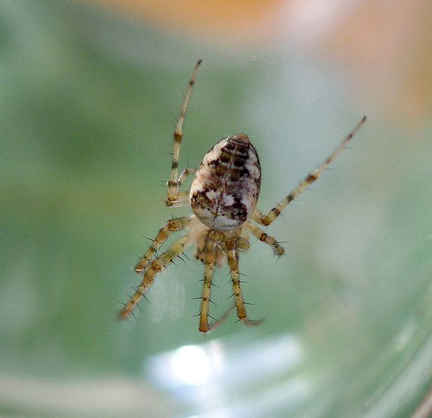 File:Araneus quadratus - Flickr - gailhampshire.jpg