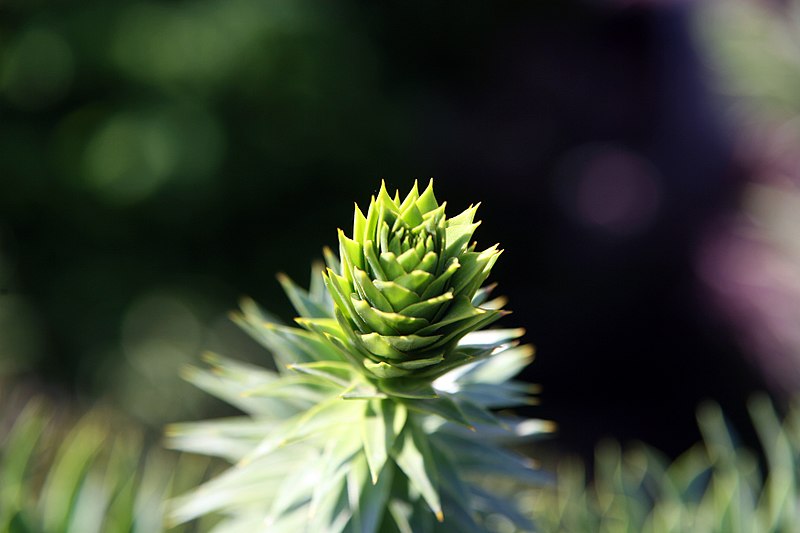 File:Araucaria araucana 7zz.jpg