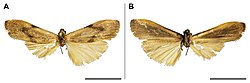 Archithosia makomensis (10.3897-BDJ.8.e50543) Figure 5.jpg