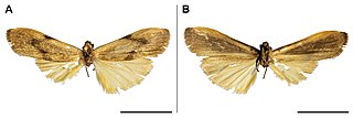 <i>Archithosia makomensis</i> Species of moth
