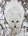 Arctic Fox (6356985421).jpg