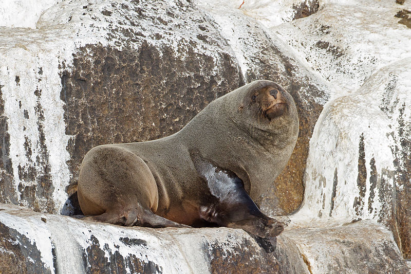 File:Arctocephalus pusillus - SE Tasmania.jpg