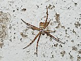 Argiope trifasciata Banded garden spider