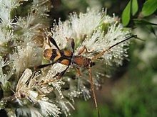 Longicorn beetle on a tick bush at Como, Australia Aridaeus thoracicus 3.jpg