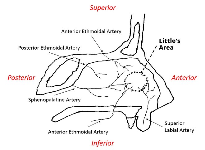 The arteries that supply Kiesselbach's plexus (responsible for anterior nosebleeds)