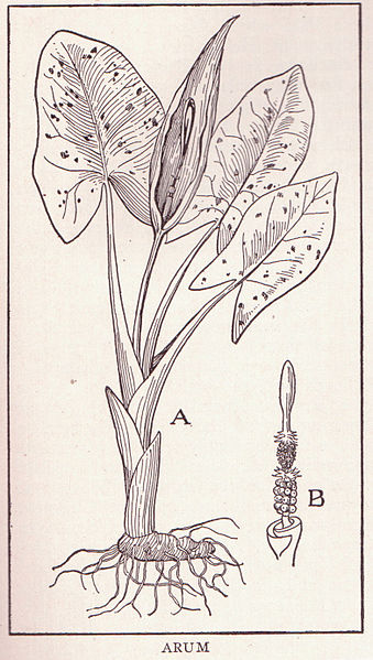 File:Arum page 163.jpg