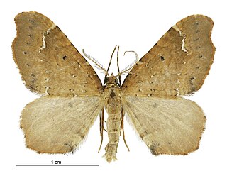 <i>Asaphodes camelias</i> species of moth
