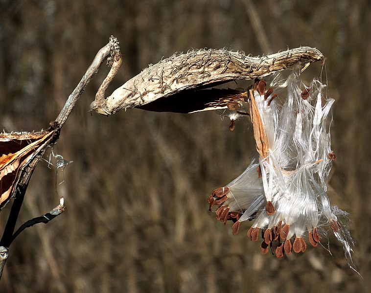 File:Asclepias syriaca close up of the seeds.jpg