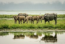 A herd of wild water buffaloes in Kaziranga National Park, Assam Asiatic buffalo.jpg