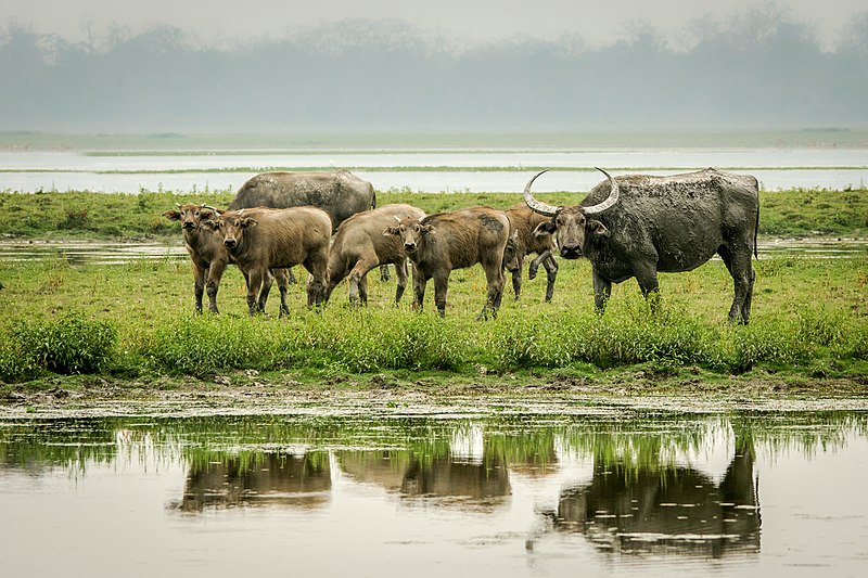 File:Asiatic buffalo.jpg