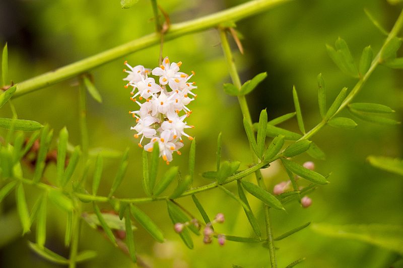 File:Asparagus aethiopicus aka Sprenger's Asparagus.jpg