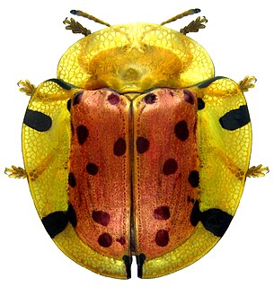 <i>Aspidimorpha miliaris</i> Species of beetle