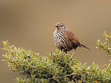 Asthenes urubambensis huallagae - маңдайалды Canastero; Bosque Unchog, Хуануко, Перу (қиылған) .jpg