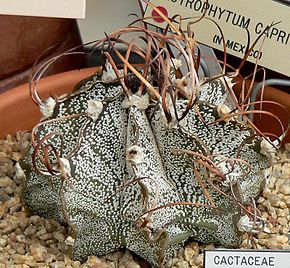 Görüntünün açıklaması Astrophytum capricorne 4.jpg.