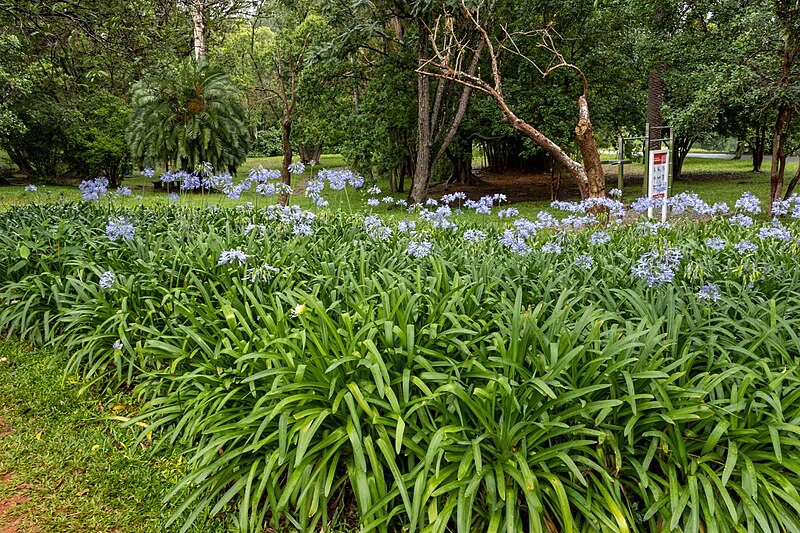 File:At Ibirapuera Park 2023 114.jpg