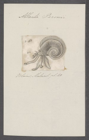 Atlanta peronii - - Print - Iconographia Zoologica - Special Collections University of Amsterdam - UBAINV0274 080 12 0015.tif