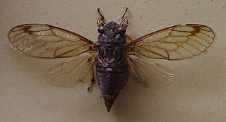 <i>Diemeniana</i> genus of insects