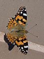 Australian painted lady resting on a terrace in Victoria