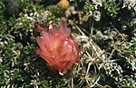 Miniatura para Austrocactus patagonicus