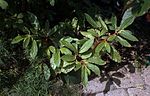 Vignette pour Begonia ulmifolia